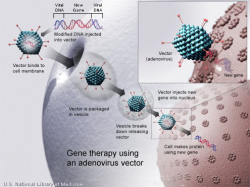 NIH Streamlines Gene Therapy Oversight and Charts a Course ...