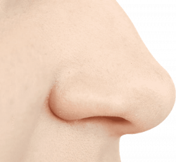 Nose clipart human nose, Nose human nose Transparent FREE ...