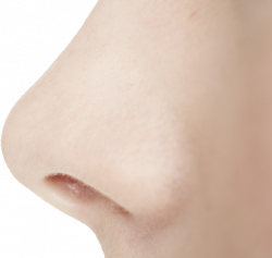 Nose PNG images free download