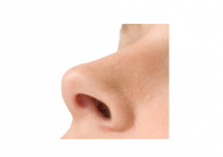 Nose PNG images free download