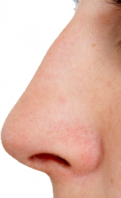 Nose PNG images free download