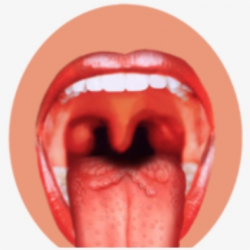 Organs Clipart Sensory Organ - Tongue Nose Sense Organ ...