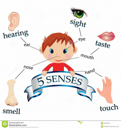 5 Sense Organs Clipart