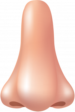 Nose clipart sensory organ, Nose sensory organ Transparent ...