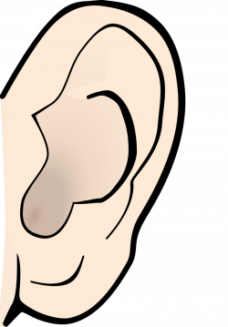 Download Free png Sense Organs Ear Clipart - DLPNG.com
