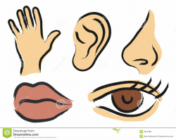5 senses clipart sense organ, 5 senses sense organ ...