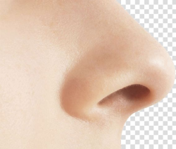 Human nose , Small Nose transparent background PNG clipart ...