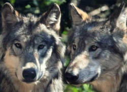 Wolf Pack Dynamics - Wolvestuff