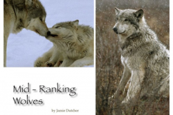 The Omega - Living with Wolves