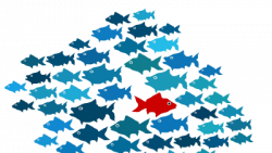 Fish Swim Opposite 400×227 transparent – Toly Digital