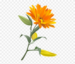 Free Png Download Orange Flower Png Images Background - Orange ...