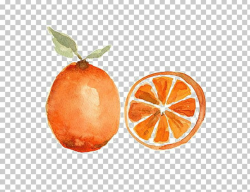Watercolor Painting Orange Fruit Still Life PNG, Clipart, Art ...