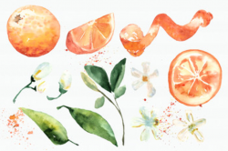 Watercolor Oranges Clipart + Wreath