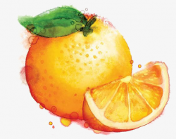 Watercolor Oranges, Watercolor Clipart, Creative Fruit, Orange ...