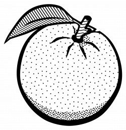 Fruit black and white oranges clipart black and white logo more ...