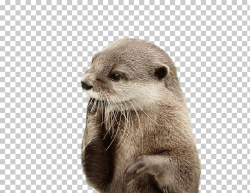 Otter Fingers In Mouth, brown otter PNG clipart | free ...