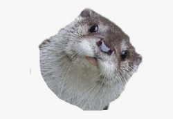 funny #funnyface #otter - River Otter Funny Face #2554342 ...