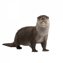 Otter png - 15 clip arts for free download on EEN 2019