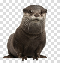 Otters transparent background PNG cliparts free download ...