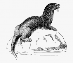 Black And White Sea Otter Pictures - Animal Fun Facts ...