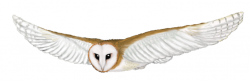Flying Owl Clipart | Free download best Flying Owl Clipart on ...