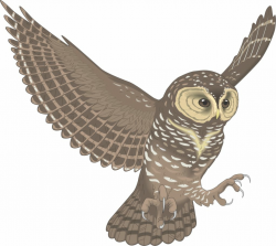 Flying owl clipart 4 » Clipart Station