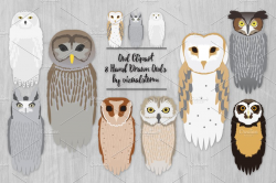 Realistic Owl Species Illustrations