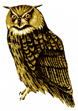 Free Horned Owl Cliparts, Download Free Clip Art, Free Clip Art on ...