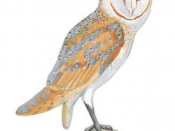 Free Horned Owl Clipart, Download Free Clip Art on Owips.com