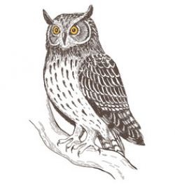 Realistic Owl Drawing Vector Images (97)
