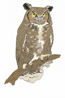 Realistic Owl Clip Art , Png Download - Realistic Owl Clip Art Free ...