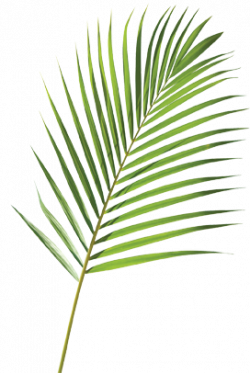Palm Sunday Clip Art | palm sunday 13 april | face book in 2019 ...