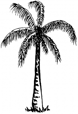 Palm Tree Clipart Black And White | Clipart Panda - Free Clipart Images