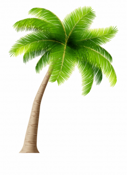 Palm Tree Png Clipart Image - Palm Trees Transparent Background Free ...