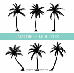 Palm Tree Vectors, Photos and PSD files | Free Download