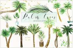 Palm tree. Watercolor clipart. ~ Illustrations ~ Creative Market