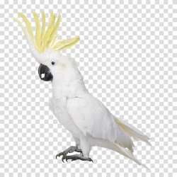 White cockatoo, Bird White cockatoo Cockatiel Budgerigar ...