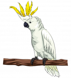Cockatoo clipart. Free download. | Creazilla