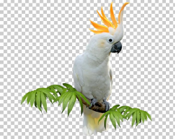 Download for free 10 PNG Parrot clipart cockatoo top images ...