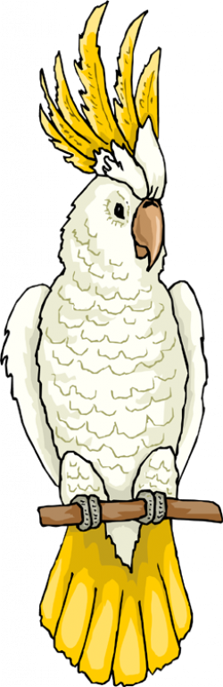 Free Cockatoo Cliparts, Download Free Clip Art, Free Clip ...