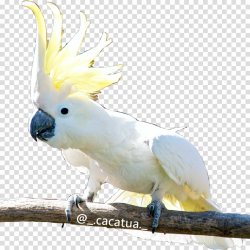 Bird Parrot clipart - Bird, Drawing, Parrot, transparent ...