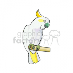 Lesser Sulphur-crested Cockatoo perched on limb clipart. Royalty-free  clipart # 130285