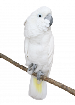 Parrot clipart cockatoo, Parrot cockatoo Transparent FREE ...