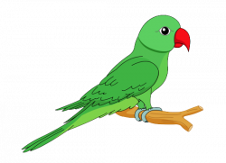 Green parrot png images free download