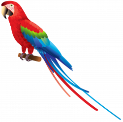 Parrot PNG Clipart - Best WEB Clipart