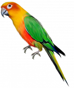 Parrot clipart realistic, Parrot realistic Transparent FREE ...
