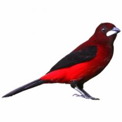 Download for free 10 PNG Parrot clipart realistic top images ...