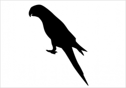 Parrot Silhouette Vector Download Parrot Vectors Silhouette ...
