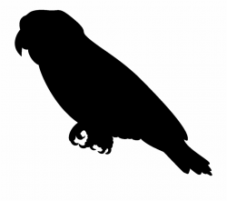 Silhouette Clipart Parrot Parrot Silhouette Transparent ...