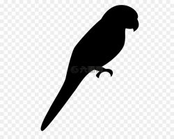 Transparent Background Parakeet Silhouette PNG Parrot Bird ...